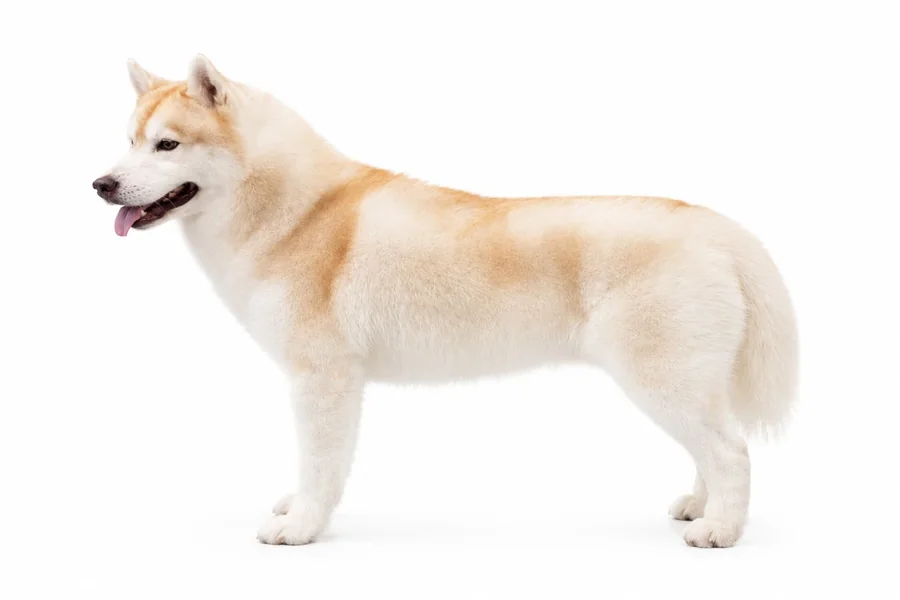 Haskie